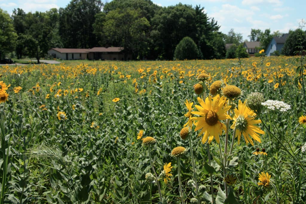 A prairie full of yellow sunflowers in full bloom, with a Living Peace Church in the background