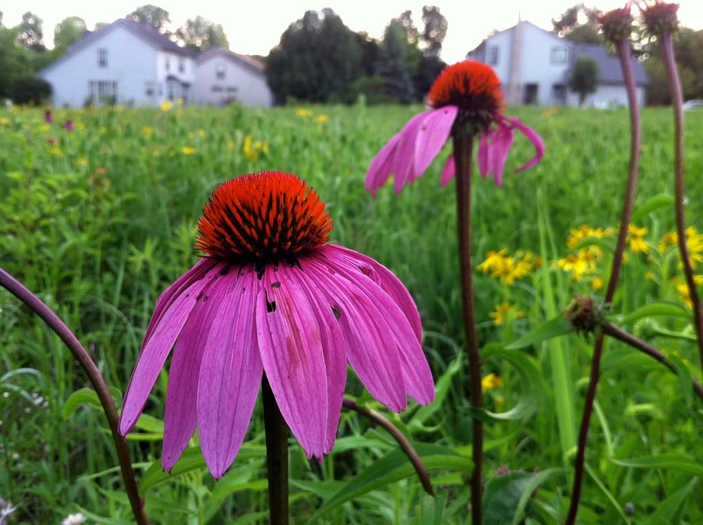 purple coneflower in bloom