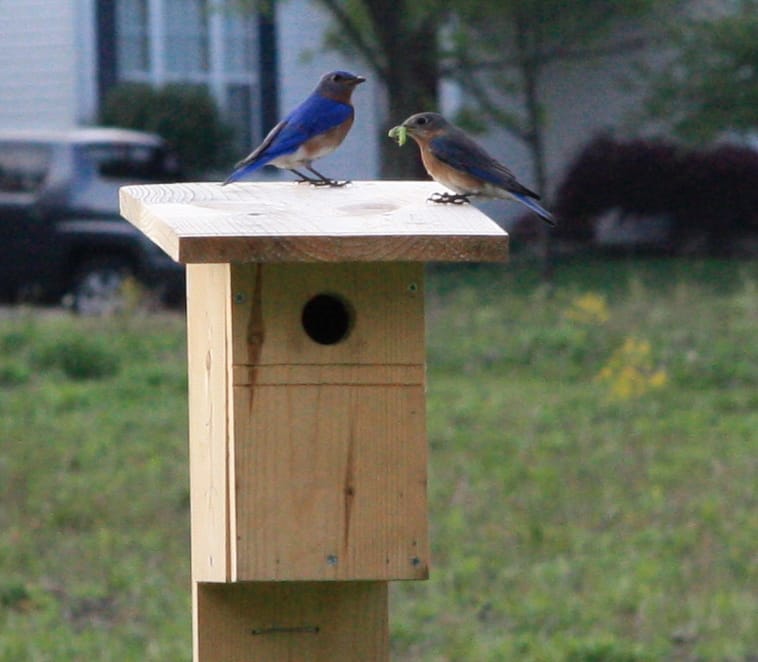 male and female Eastern Bluebird with food for their babies